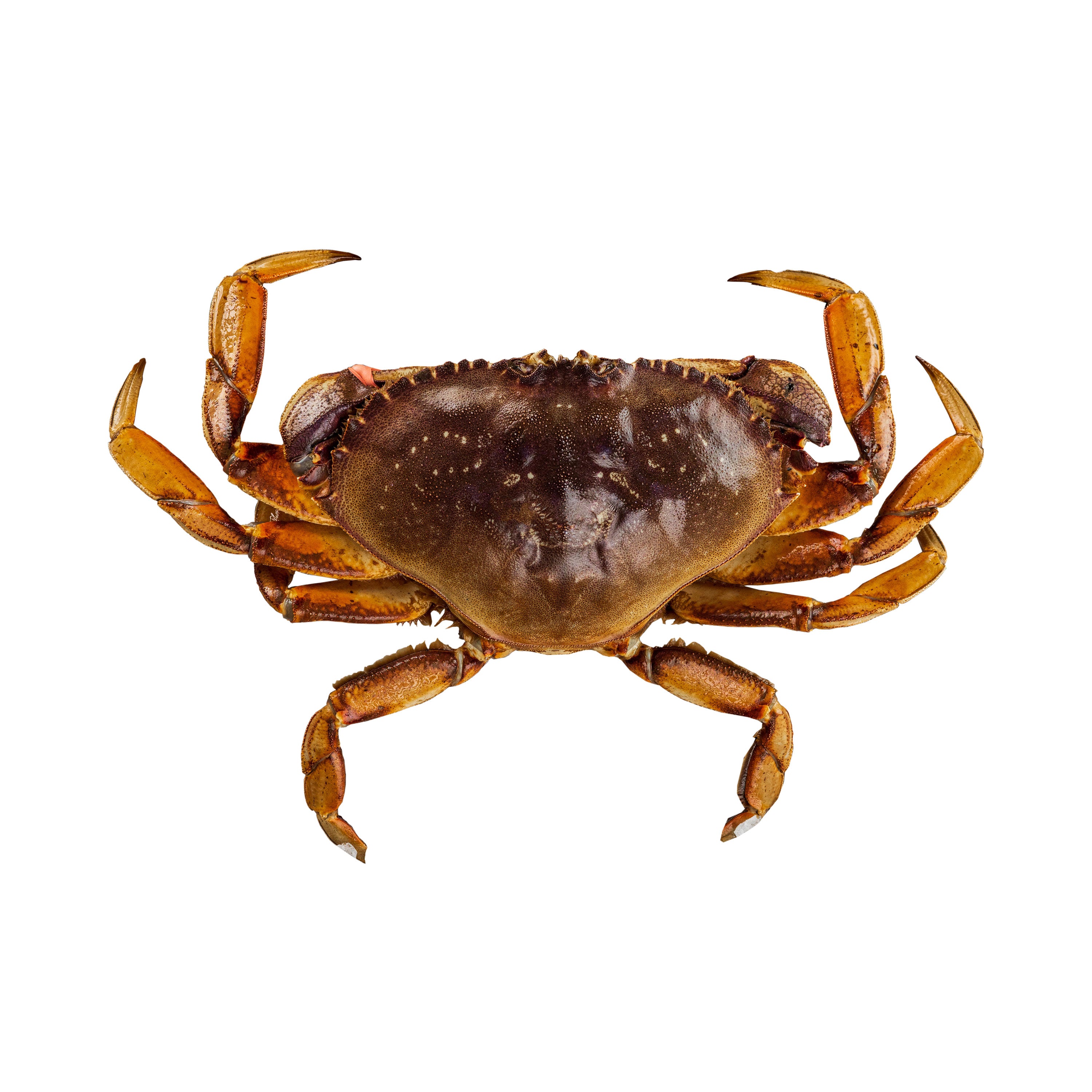 Dungeness Crab (Two Minimum)
