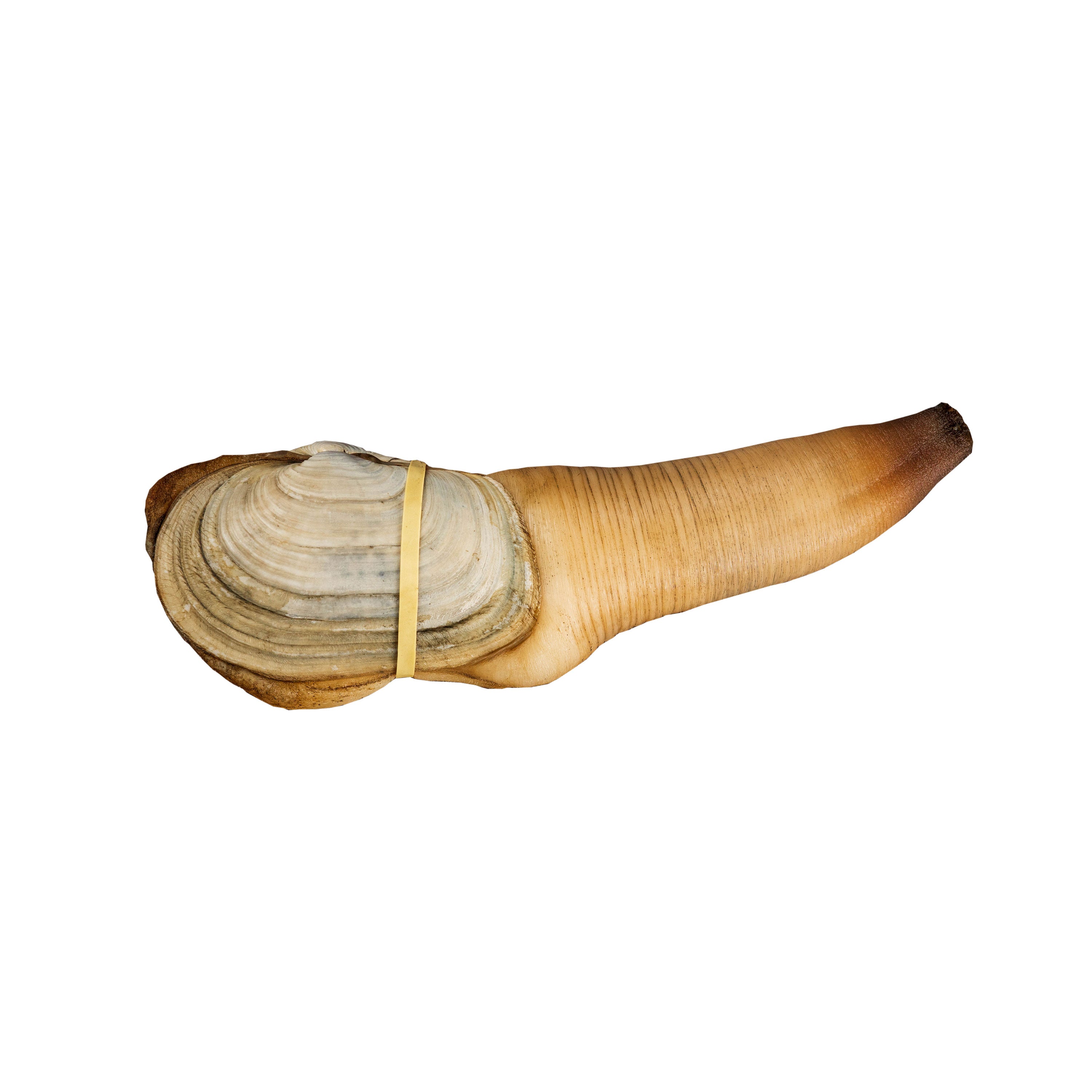 Geoduck Gooey Duck