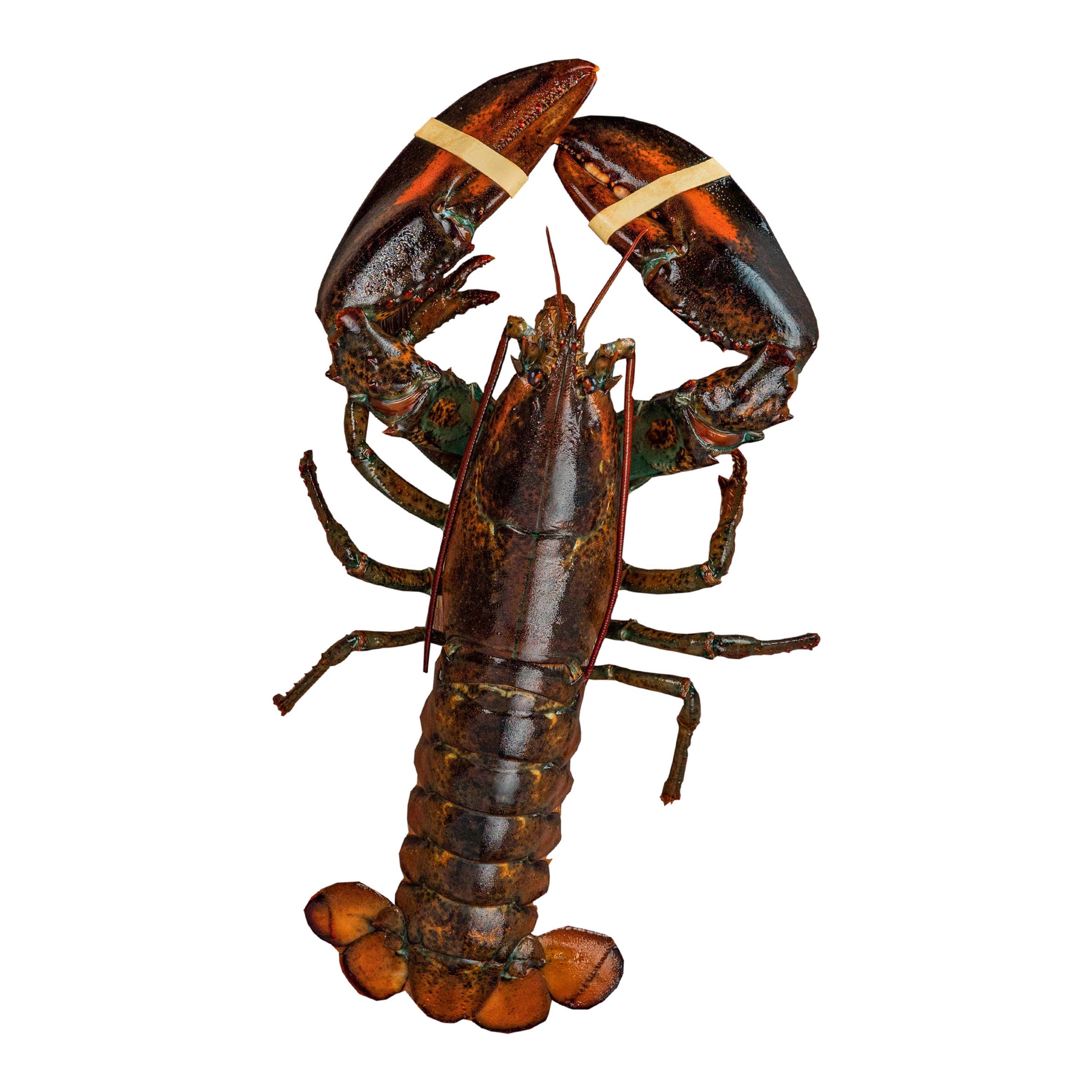 Live Maine Lobster (2 minimum)