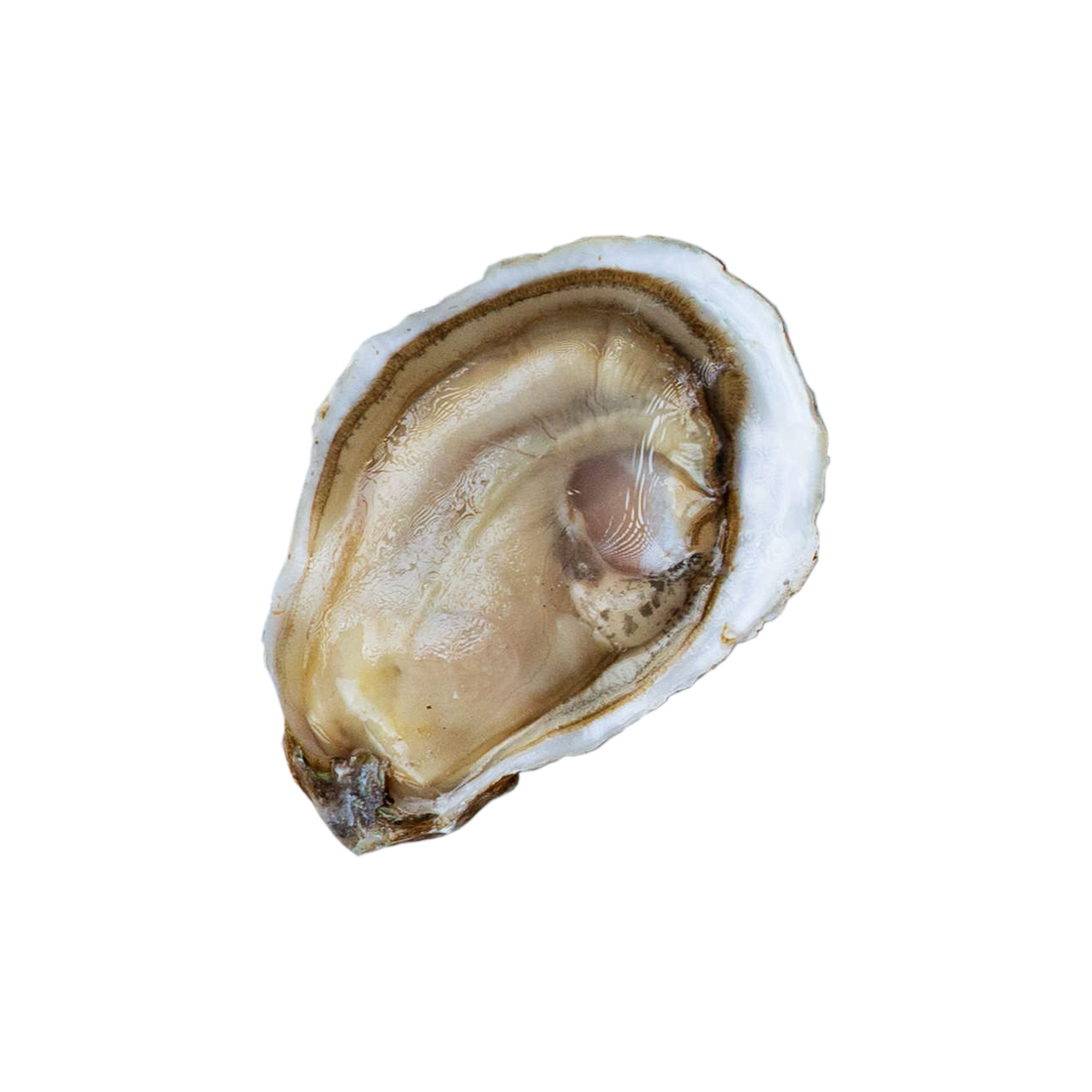 Chelsea "Gem" Oysters